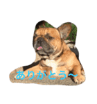 フレブル♡ポン太先生！（個別スタンプ：14）