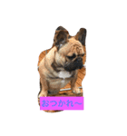フレブル♡ポン太先生！（個別スタンプ：20）