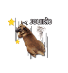 Pkpetsinlove（個別スタンプ：1）