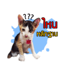 Pkpetsinlove（個別スタンプ：6）