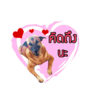 Pkpetsinlove（個別スタンプ：8）