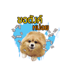 Pkpetsinlove（個別スタンプ：9）