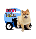 Pkpetsinlove（個別スタンプ：10）