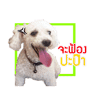 Pkpetsinlove（個別スタンプ：11）