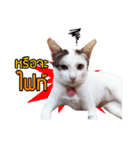 Pkpetsinlove（個別スタンプ：12）