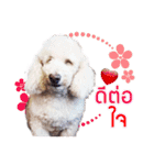 Pkpetsinlove（個別スタンプ：13）