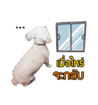 Pkpetsinlove（個別スタンプ：17）