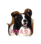 ボーダーコリー   ✩ルゥ✩（個別スタンプ：4）