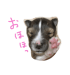 やあ！（個別スタンプ：1）