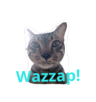 PakkadGhostCat（個別スタンプ：1）