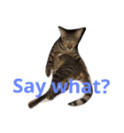 PakkadGhostCat（個別スタンプ：3）