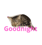 PakkadGhostCat（個別スタンプ：4）