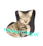 PakkadGhostCat（個別スタンプ：5）