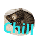 PakkadGhostCat（個別スタンプ：6）