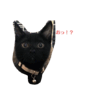 黒猫マロちゃん（個別スタンプ：1）
