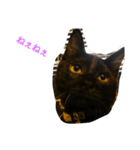 黒猫マロちゃん（個別スタンプ：2）