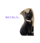 黒猫マロちゃん（個別スタンプ：5）
