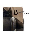 黒猫マロちゃん（個別スタンプ：7）