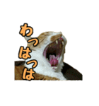 おいら茶太郎！（個別スタンプ：2）