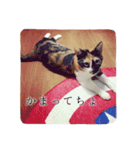 三毛猫ネンネ②（個別スタンプ：2）