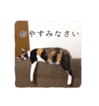 三毛猫ネンネ②（個別スタンプ：3）