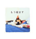 三毛猫ネンネ②（個別スタンプ：4）
