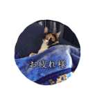 三毛猫ネンネ②（個別スタンプ：5）