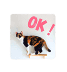 三毛猫ネンネ②（個別スタンプ：6）