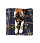 三毛猫ネンネ②（個別スタンプ：7）