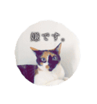 三毛猫ネンネ②（個別スタンプ：8）