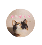 三毛猫ネンネ②（個別スタンプ：9）
