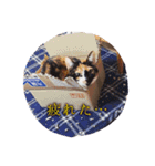 三毛猫ネンネ②（個別スタンプ：10）