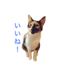 三毛猫ネンネ②（個別スタンプ：13）