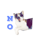 三毛猫ネンネ②（個別スタンプ：14）