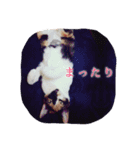三毛猫ネンネ②（個別スタンプ：16）