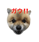 さくら:怒・驚（個別スタンプ：1）