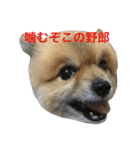 さくら:怒・驚（個別スタンプ：5）