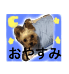 fuumaanri（個別スタンプ：5）