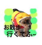 fuumaanri（個別スタンプ：6）