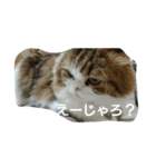 おしゃべりアレン（個別スタンプ：6）