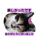 SUMI SHIRO（個別スタンプ：1）