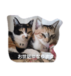 SUMI SHIRO（個別スタンプ：3）