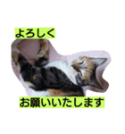 SUMI SHIRO（個別スタンプ：4）