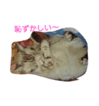 動物日和（個別スタンプ：2）