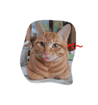 動物日和（個別スタンプ：3）