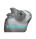 動物日和（個別スタンプ：4）