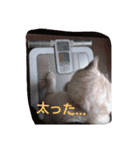 動物日和（個別スタンプ：5）
