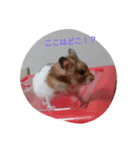 動物日和（個別スタンプ：6）