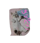 動物日和（個別スタンプ：8）