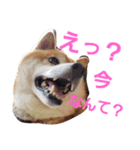 柴犬三太（個別スタンプ：1）